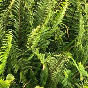 Meet your Posher, Brenda